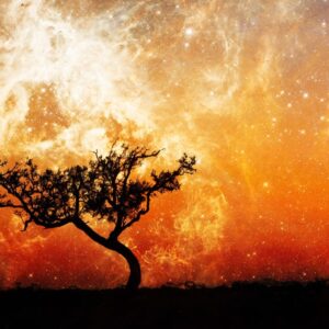 View Of Sky With Orange Lights And A Tree