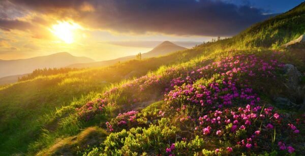 Natural summer landscape – beautiful mountain meadow in sunny day