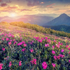 Stunning Landscape With Purple Lavender Field In Evening