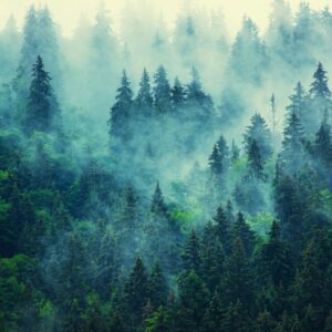 Lost In The Woods Of Healing