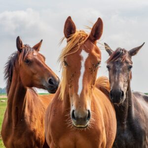 Ancestral Healing Touch