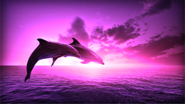 Two dolphins jumping over the sea in a purple sunset