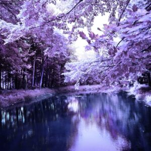 Relaxing Purple Nature Forest View