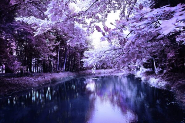 Relaxing purple nature forest view
