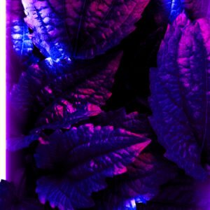 Ambient Spring