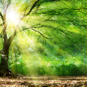 Morning Walk In Nature